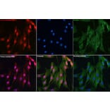 Immunofluorescence - Anti-DYNLL1/PIN Antibody (A88107) - Antibodies.com