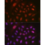 Immunofluorescence - Anti-DYNLL1/PIN Antibody (A88107) - Antibodies.com