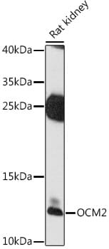 Western blot analysis of extracts of rat kidney, using Anti-OCM2 Antibody (A16410) at 1:1,000 dilution.
Secondary antibody: Goat Anti-Rabbit IgG (H+L) (HRP) (AS014) at 1:10,000 dilution.
Lysates / proteins: 25µg per lane.
Blocking buffer: 3% non-fat dry milk in TBST.
Detection: ECL Enhanced Kit (RM00021).
Exposure time: 90s.