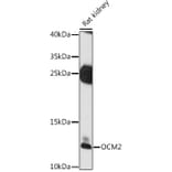 Western Blot - Anti-OCM2 Antibody (A88113) - Antibodies.com