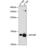 Western Blot - Anti-AMY-1 Antibody (A88115) - Antibodies.com
