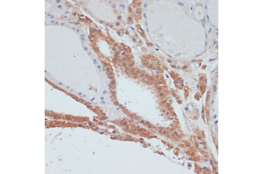Immunohistochemistry - Anti-AMY-1 Antibody (A88115) - Antibodies.com