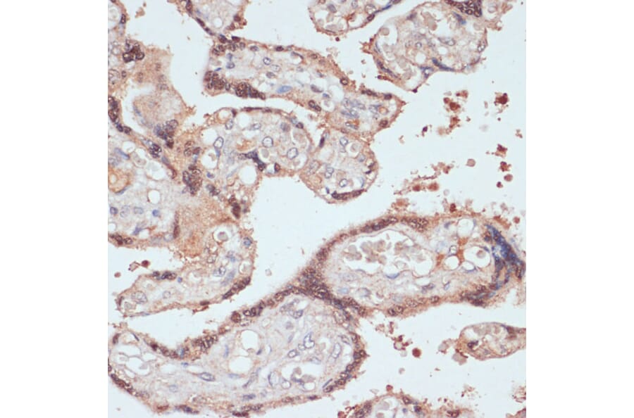 Immunohistochemistry - Anti-AMY-1 Antibody (A88115) - Antibodies.com