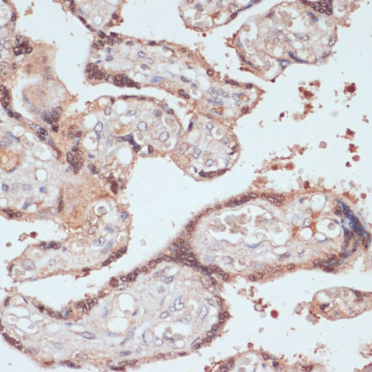 Immunohistochemistry - Anti-AMY-1 Antibody (A88115) - Antibodies.com