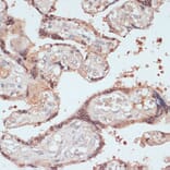 Immunohistochemistry - Anti-AMY-1 Antibody (A88115) - Antibodies.com