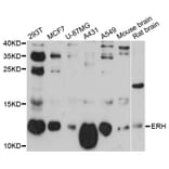 Western Blot - Anti-ERH Antibody (A12381) - Antibodies.com