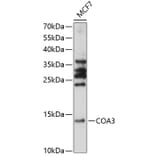 Western Blot - Anti-CCDC56 Antibody (A88118) - Antibodies.com