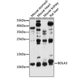 Western Blot - Anti-BOLA3 Antibody (A88123) - Antibodies.com