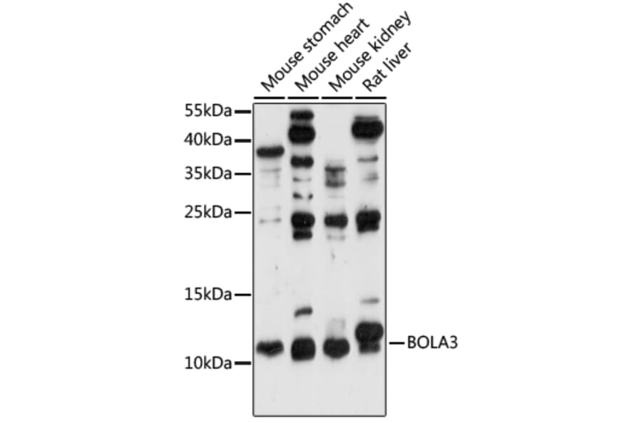 Western Blot - Anti-BOLA3 Antibody (A88123) - Antibodies.com
