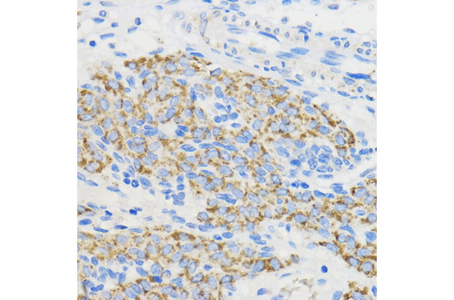 Immunohistochemistry - Anti-BOLA3 Antibody (A88123) - Antibodies.com