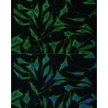 Immunofluorescence - Anti-TIMM8B Antibody (A88124) - Antibodies.com