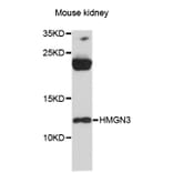 Western Blot - Anti-HMGN3 Antibody (A12649) - Antibodies.com
