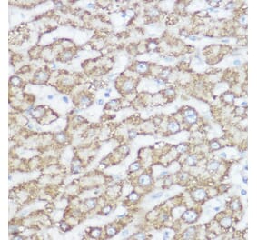 Immunohistochemistry - Anti-NDUFA4 Antibody (A88126) - Antibodies.com