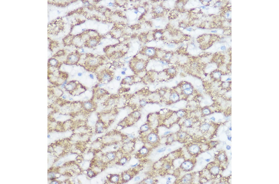 Immunohistochemistry - Anti-NDUFA4 Antibody (A88126) - Antibodies.com