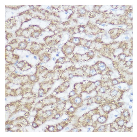 Immunohistochemistry - Anti-NDUFA4 Antibody (A88126) - Antibodies.com