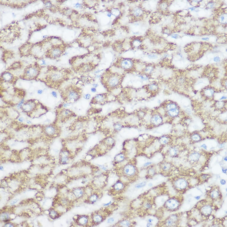 Immunohistochemistry - Anti-NDUFA4 Antibody (A88126) - Antibodies.com
