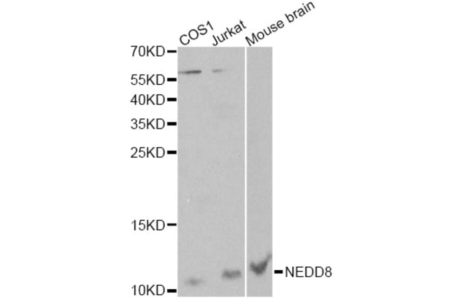 Western Blot - Anti-NEDD8 Antibody (A13521) - Antibodies.com