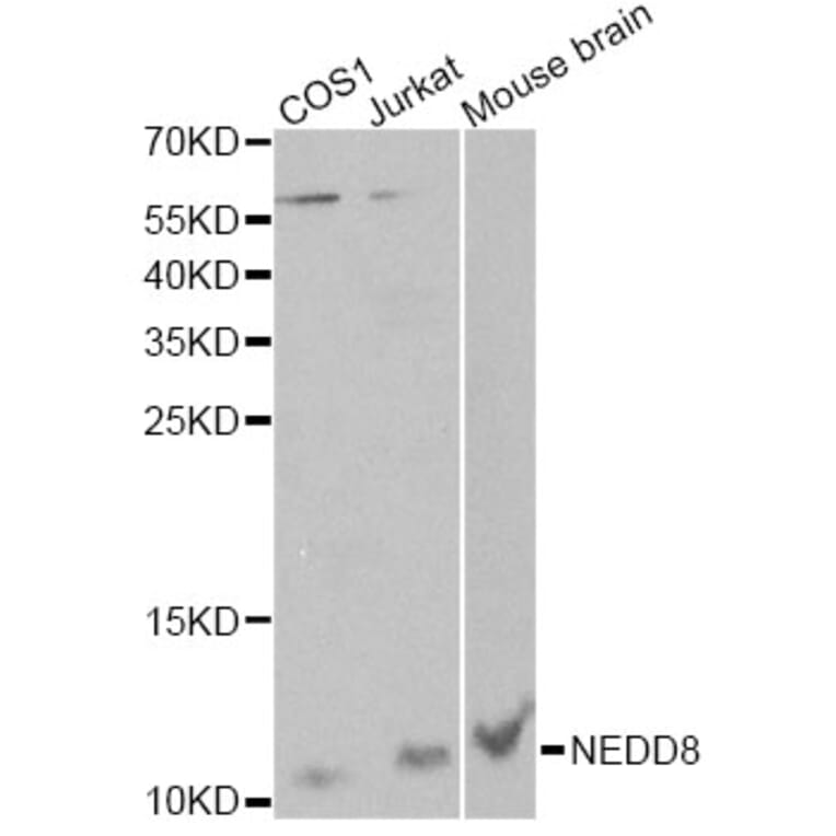 Western Blot - Anti-NEDD8 Antibody (A13521) - Antibodies.com