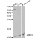 Western Blot - Anti-NEDD8 Antibody (A13521) - Antibodies.com