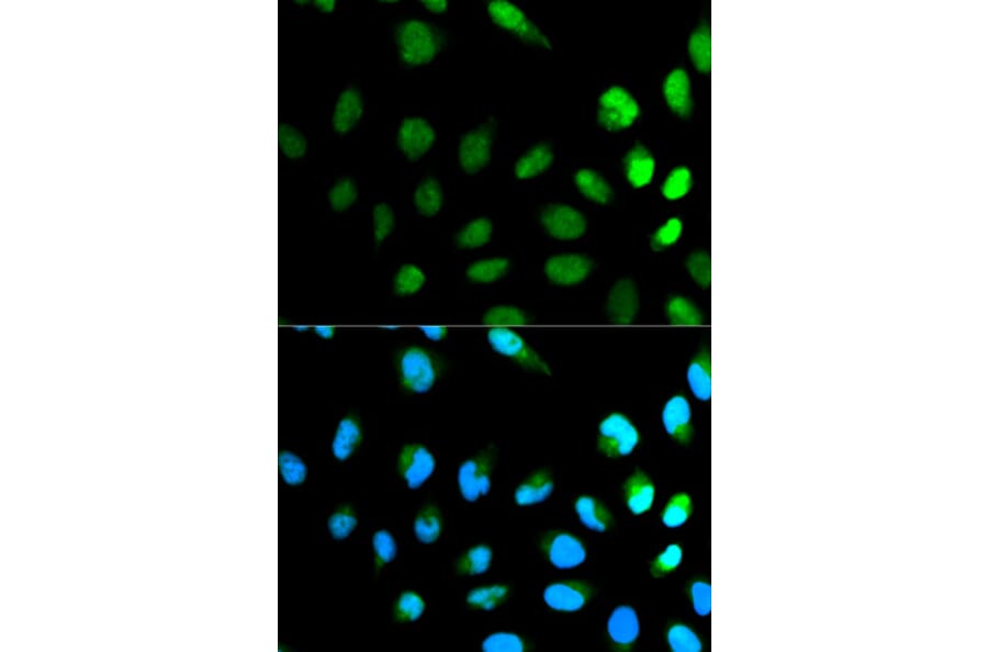Immunofluorescence - Anti-NEDD8 Antibody (A13521) - Antibodies.com