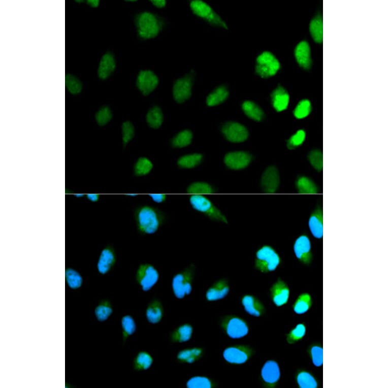 Immunofluorescence - Anti-NEDD8 Antibody (A13521) - Antibodies.com