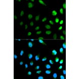 Immunofluorescence - Anti-NEDD8 Antibody (A13521) - Antibodies.com