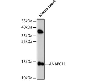 Western Blot - Anti-Apc11 Antibody (A88129) - Antibodies.com