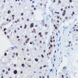 Immunohistochemistry - Anti-Apc11 Antibody (A88129) - Antibodies.com