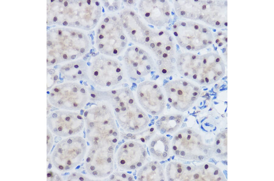 Immunohistochemistry - Anti-Apc11 Antibody (A88129) - Antibodies.com