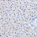 Immunohistochemistry - Anti-Apc11 Antibody (A88129) - Antibodies.com