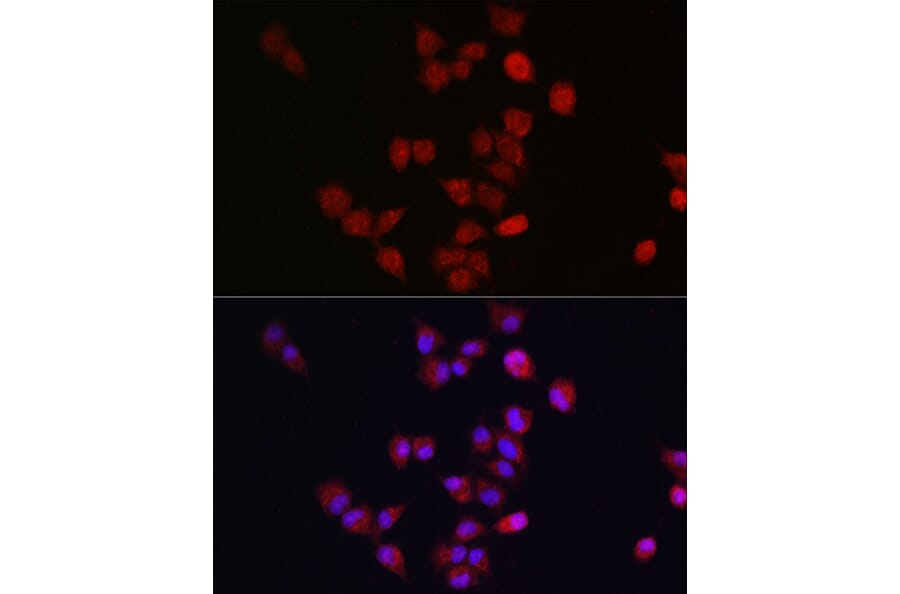 Immunofluorescence - Anti-Apc11 Antibody (A88129) - Antibodies.com