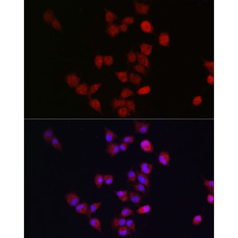 Immunofluorescence - Anti-Apc11 Antibody (A88129) - Antibodies.com
