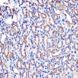 Immunohistochemistry - Anti-NDUFA4L2 Antibody (A88132) - Antibodies.com