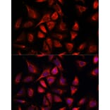 Immunofluorescence - Anti-NDUFA4L2 Antibody (A88132) - Antibodies.com