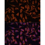 Immunofluorescence - Anti-NDUFA4L2 Antibody (A88132) - Antibodies.com