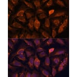 Immunofluorescence - Anti-NDUFA4L2 Antibody (A88132) - Antibodies.com