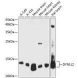 Western Blot - Anti-Dynein Antibody (A88133) - Antibodies.com