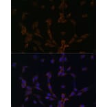 Immunofluorescence - Anti-Dynein Antibody (A88133) - Antibodies.com