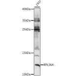 Western Blot - Anti-RPL36A Antibody (A88136) - Antibodies.com