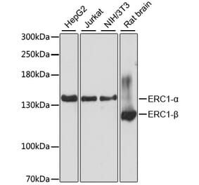 Western Blot - Anti-ELKS Antibody (A88137) - Antibodies.com