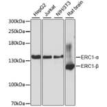 Western Blot - Anti-ELKS Antibody (A88137) - Antibodies.com