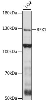 Western blot analysis of extracts of LO2 cells, using Anti-RFX1 Antibody (A16066) at 1:1,000 dilution.
Secondary antibody: Goat Anti-Rabbit IgG (H+L) (HRP) (AS014) at 1:10,000 dilution.
Lysates / proteins: 25µg per lane.
Blocking buffer: 3% non-fat dry milk in TBST.
Detection: ECL Basic Kit (RM00020).
Exposure time: 3min.