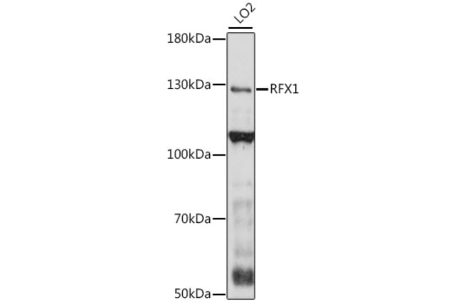 Western Blot - Anti-RFX1 Antibody (A88140) - Antibodies.com