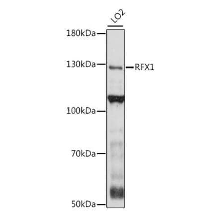 Western Blot - Anti-RFX1 Antibody (A88140) - Antibodies.com