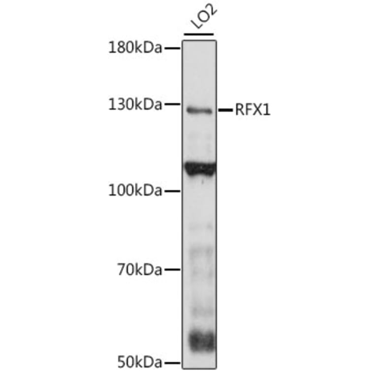 Western Blot - Anti-RFX1 Antibody (A88140) - Antibodies.com