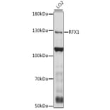 Western Blot - Anti-RFX1 Antibody (A88140) - Antibodies.com