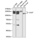 Western Blot - Anti-Calpastatin Antibody (A88141) - Antibodies.com