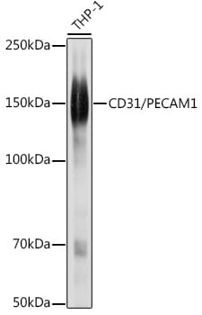 Western blot analysis of extracts of mouse liver, using Anti-PECAM1 Antibody (A0378) at 1:3000 dilution.
Secondary antibody: Goat Anti-Rabbit IgG (H+L) (HRP) (AS014) at 1:10,000 dilution.
Lysates / proteins: 25µg per lane.
Blocking buffer: 3% non-fat dry milk in TBST.
Detection: ECL Basic Kit (RM00020).
Exposure time: 10s.