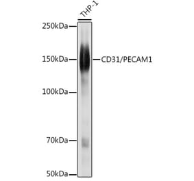 Western Blot - Anti-CD31 Antibody (A88142) - Antibodies.com
