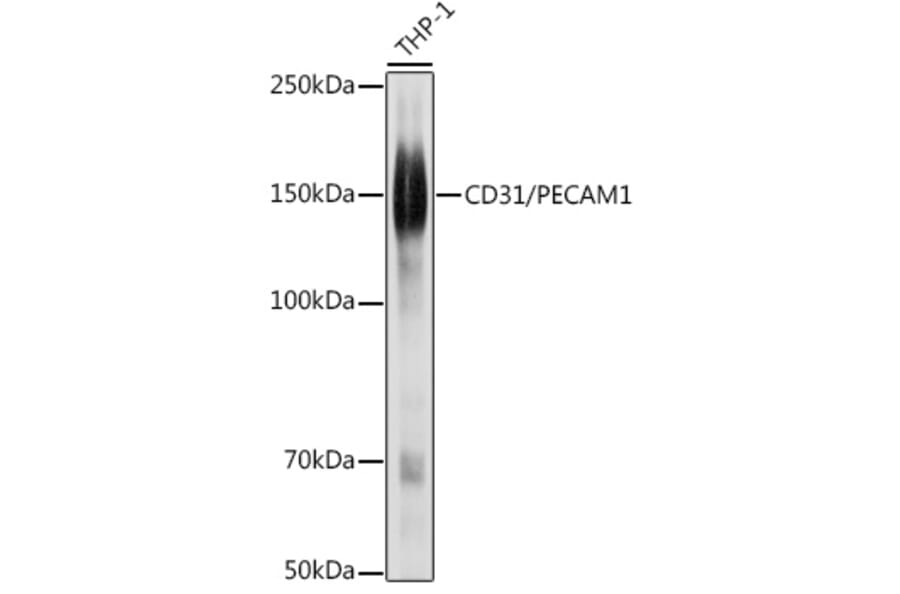 Western Blot - Anti-CD31 Antibody (A88142) - Antibodies.com